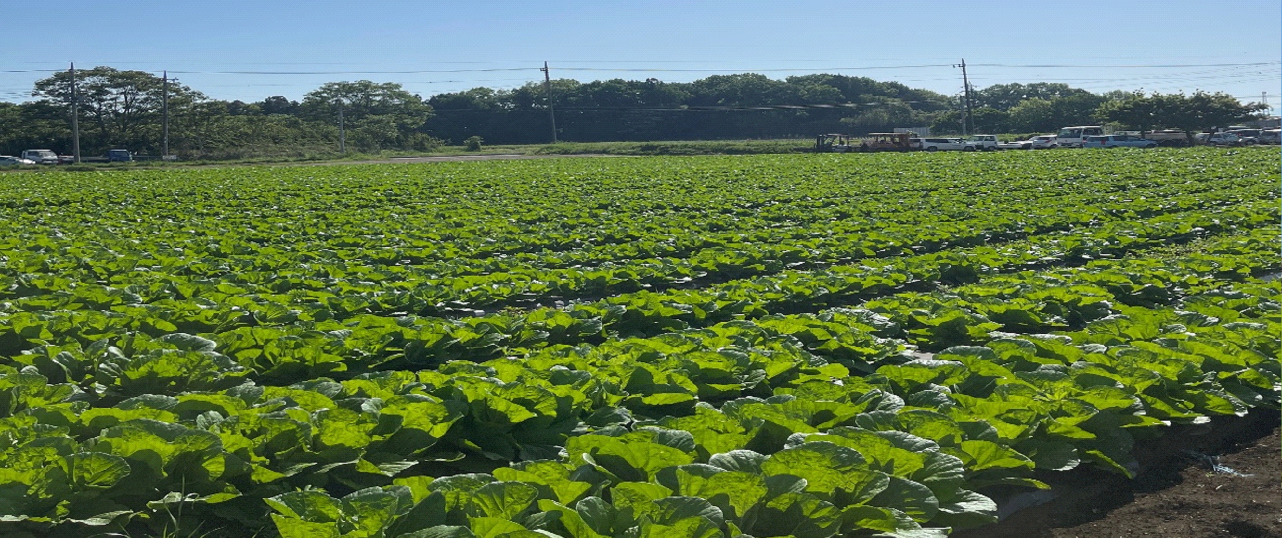 グリーンフィールドファーム ハヤシ農園 林農園 茨城県 結城市 野菜 農園