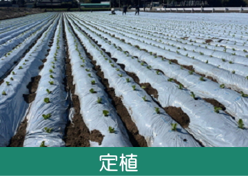 グリーンフィールドファーム ハヤシ農園 林農園 茨城県 結城市 野菜 農園