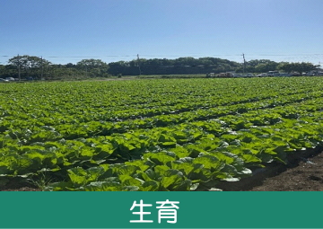 グリーンフィールドファーム ハヤシ農園 林農園 茨城県 結城市 野菜 農園