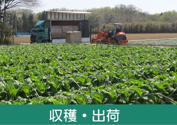 グリーンフィールドファーム ハヤシ農園 林農園 茨城県 結城市 野菜 農園