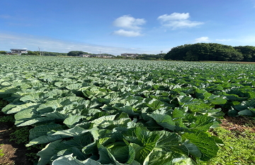 グリーンフィールドファーム ハヤシ農園 林農園 茨城県 結城市 野菜 農園