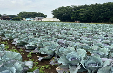 グリーンフィールドファーム ハヤシ農園 林農園 茨城県 結城市 野菜 農園