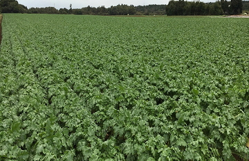 グリーンフィールドファーム ハヤシ農園 林農園 茨城県 結城市 野菜 農園