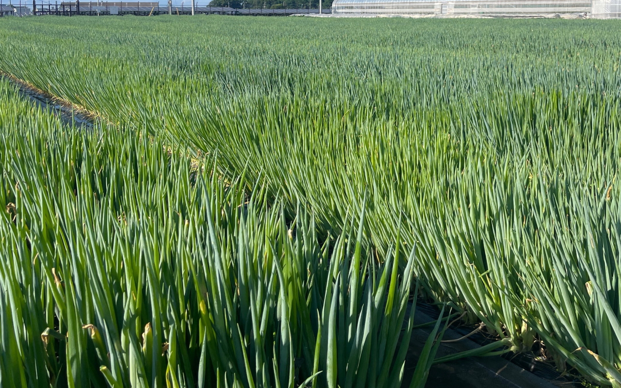 グリーンフィールドファーム ハヤシ農園 林農園 茨城県 結城市 野菜