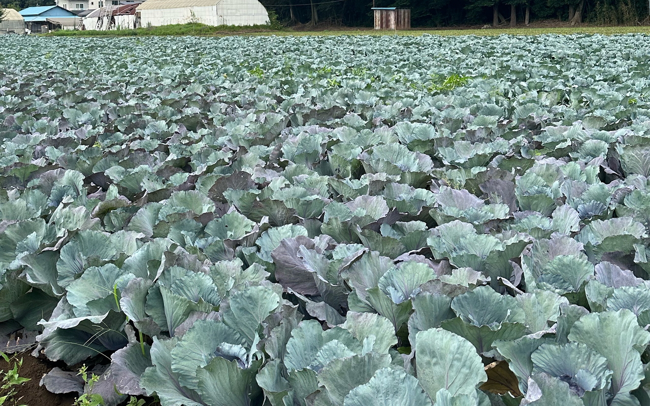 グリーンフィールドファーム ハヤシ農園 林農園 茨城県 結城市 野菜