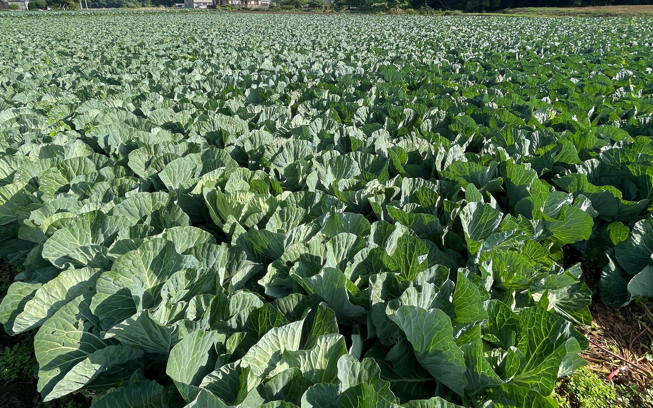 グリーンフィールドファーム ハヤシ農園 林農園 茨城県 結城市 野菜